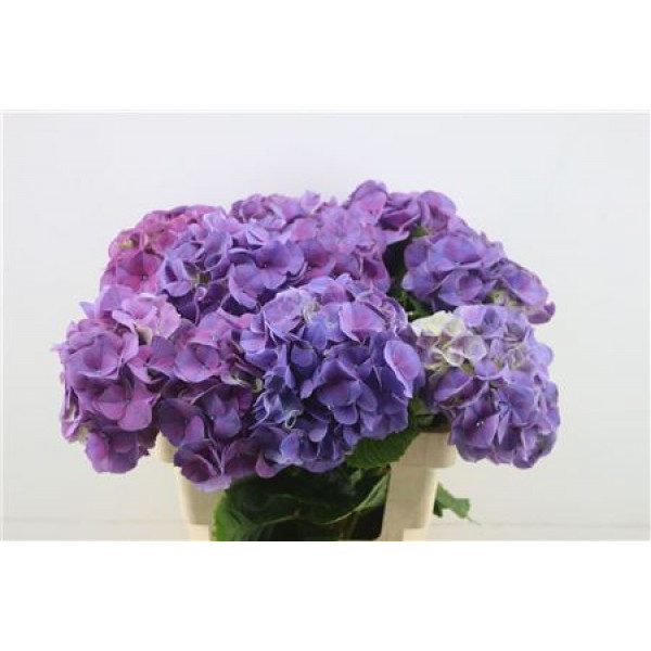 Hydrangea M Sibilla Pu 60-19 DUTCH 60cm A1