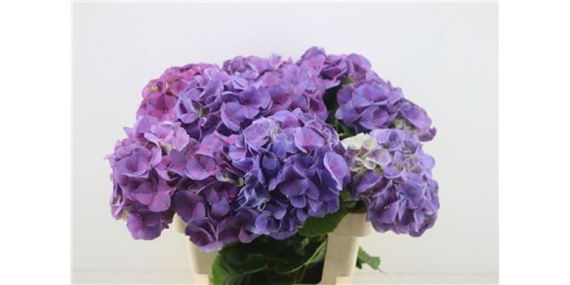 Hydrangea M Sibilla Pu 60-19 DUTCH 60cm A1