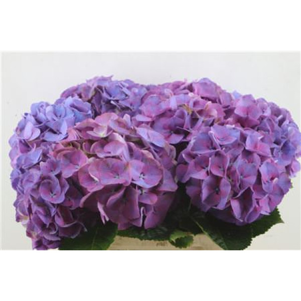 Hydrangea M Sibilla Purple 60-20 60 cm A1