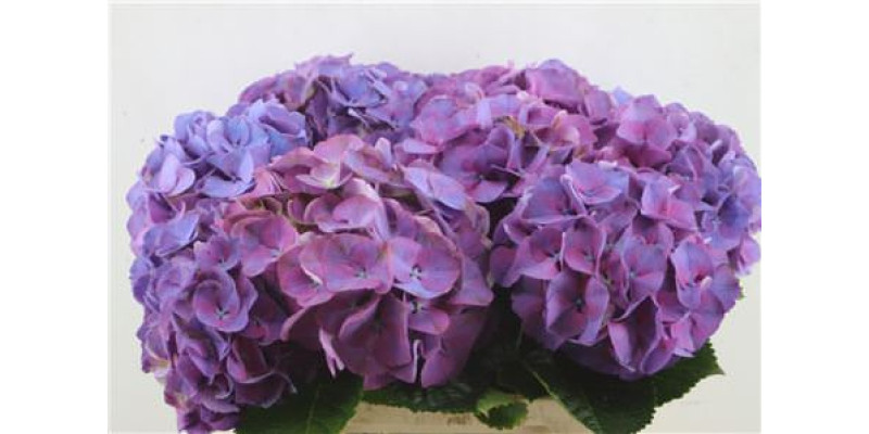 Hydrangea M Sibilla Purple 60-20 60 cm A1