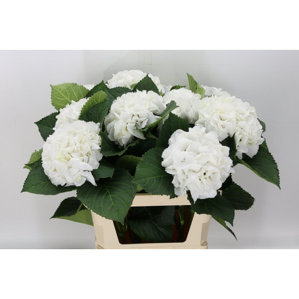 Hydrangea M Schneeball 80cm A1 Col-White