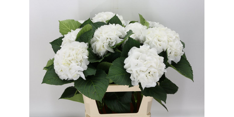 Hydrangea M Schneeball 80cm A1 Col-White