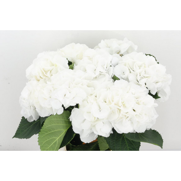 Hydrangea M Schneeball 80cm A1