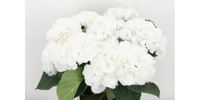 Hydrangea M Schneeball 80cm A1