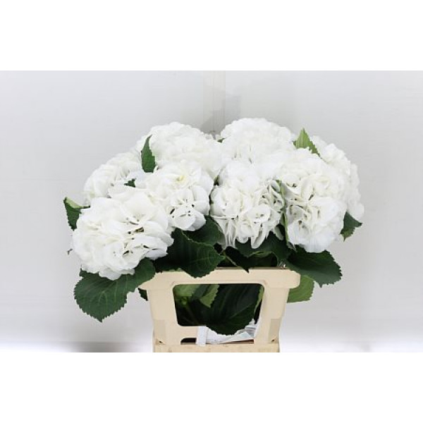 Hydrangea M Schneeball 60cm A1 Col-White