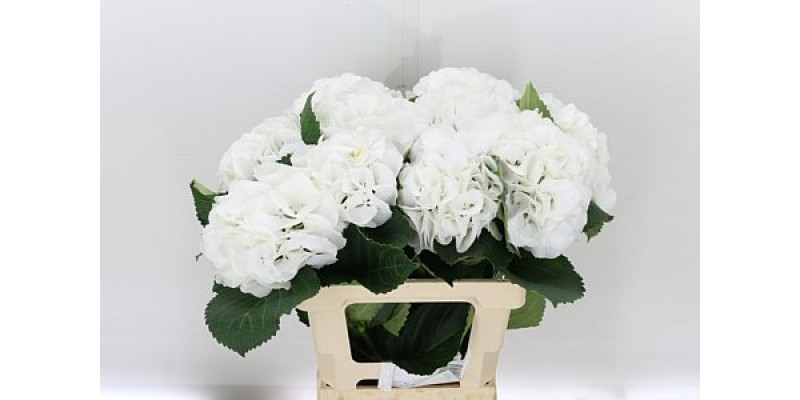 Hydrangea M Schneeball 60cm A1 Col-White