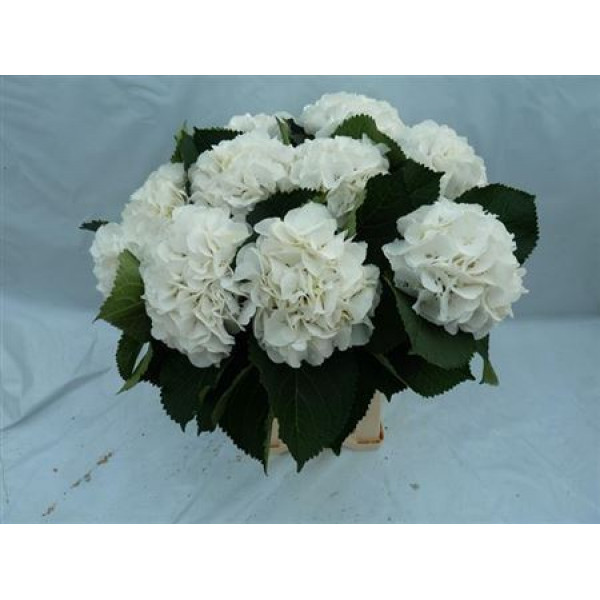 Hydrangea M Sneeuwbal  65cm A1