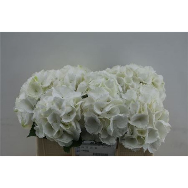 Hydrangea M Sneeuwbal  0cm A1