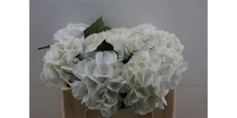 Hydrangea M Schneeball 50cm 50cm A1