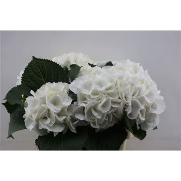 Hydrangea M Schneeball 60cm 60cm A1