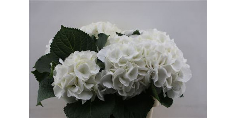 Hydrangea M Schneeball 60cm 60cm A1