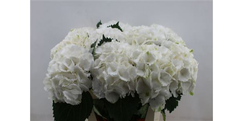 Hydrangea M Schneeball 80cm 80cm A1