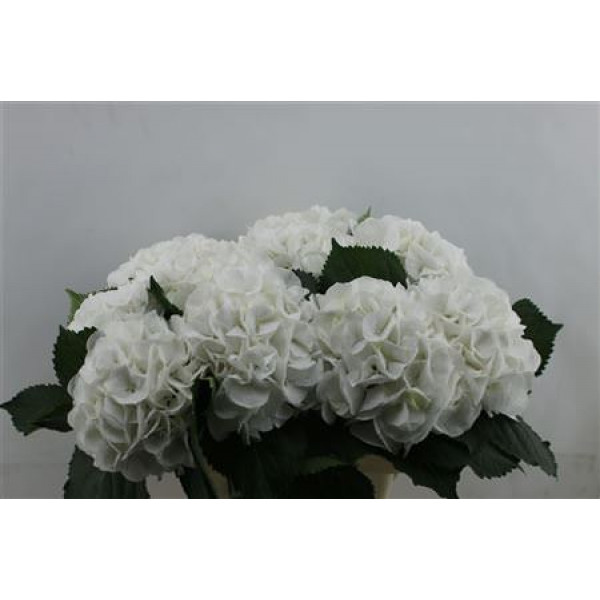 Hydrangea M Schneeball 65-22 65cm A1