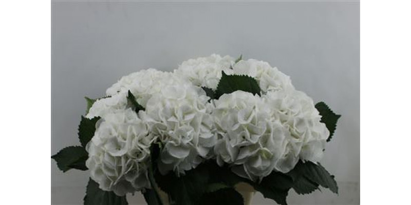 Hydrangea M Schneeball 65-22 65cm A1