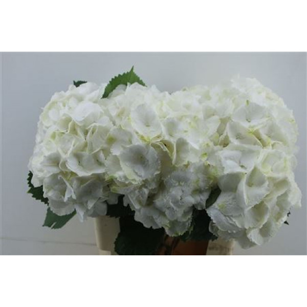 Hydrangea M Schneeball 60-20 DUTCH 60cm A1