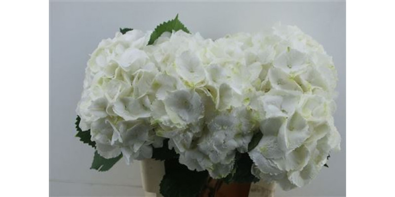 Hydrangea M Schneeball 60-20 DUTCH 60cm A1