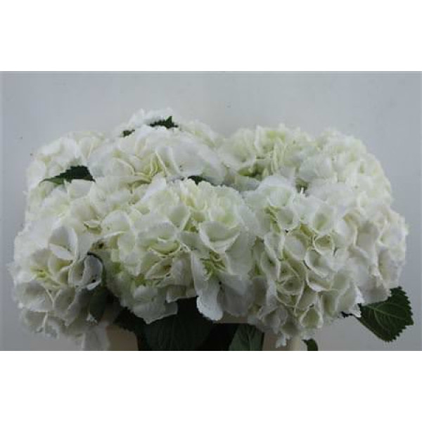 Hydrangea M Schneeball 60-20 60 cm A1