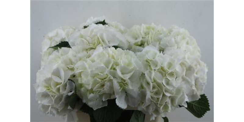 Hydrangea M Schneeball 60-20 60 cm A1