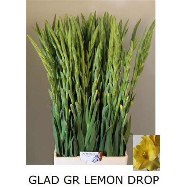 Gladioly Gr Lemon Drop 105cm A1