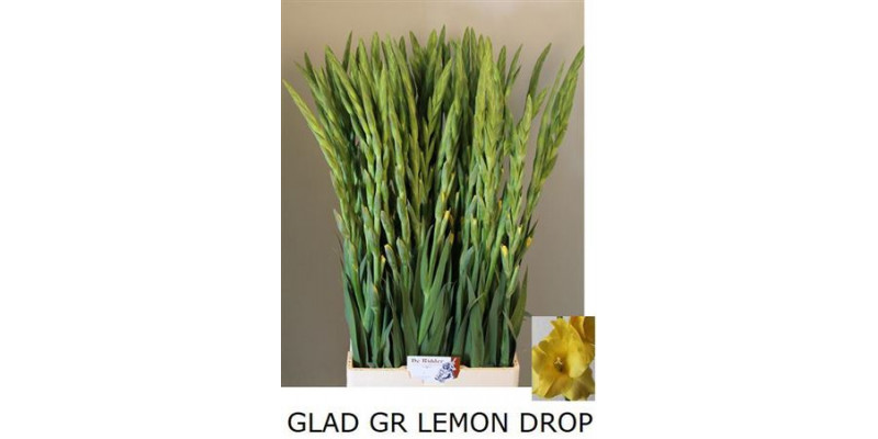 Gladioly Gr Lemon Drop 105cm A1