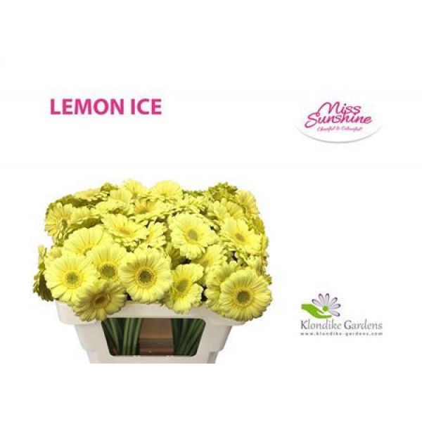 Ge. Mi Lemon Ice 45cm A1 Col-Cream