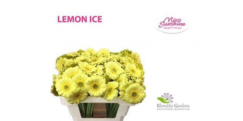 Germini Lemon Ice 45cm A1 Col-Cream