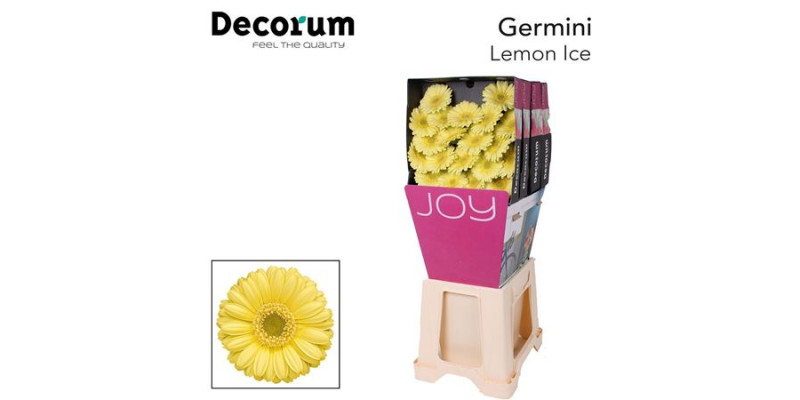 Germini Lemon Ice Diamond 47cm A1