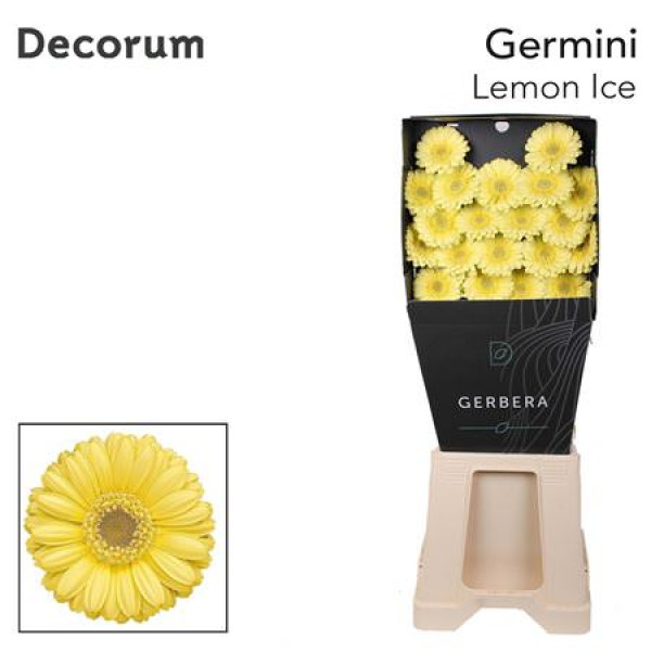 Germini Lemon Ice Diamond 47cm A1