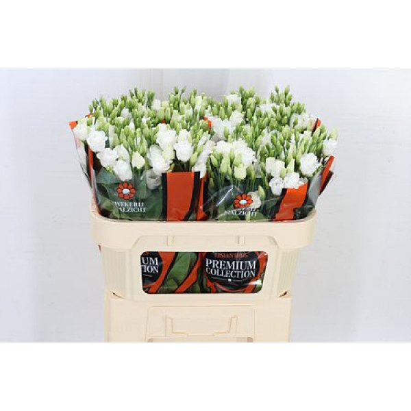 Lisianthus G Rosi White 72cm A1 Col-White