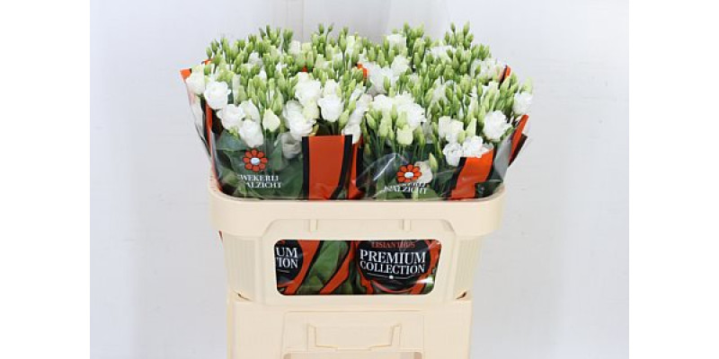 Lisianthus G Rosi White 72cm A1 Col-White