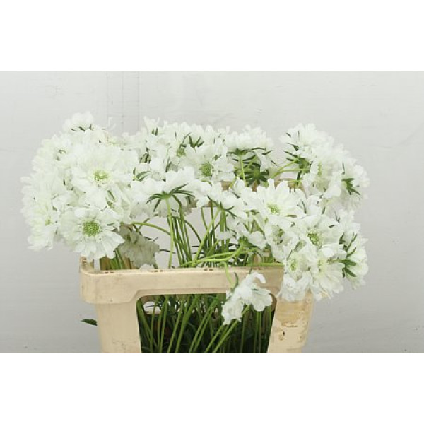 Scab C Annabelle 55 cm A1