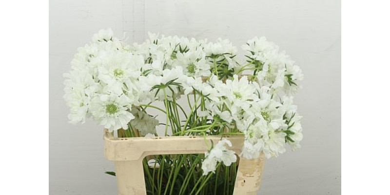 Scab C Annabelle 55 cm A1