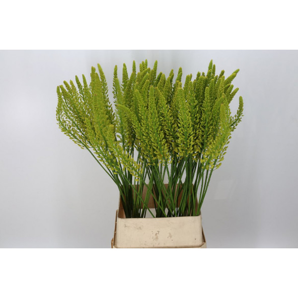 Eremurus Yellow Rebe 110cm A1 Col-Yellow