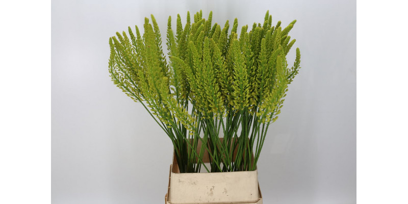 Eremurus Yellow Rebe 110cm A1 Col-Yellow