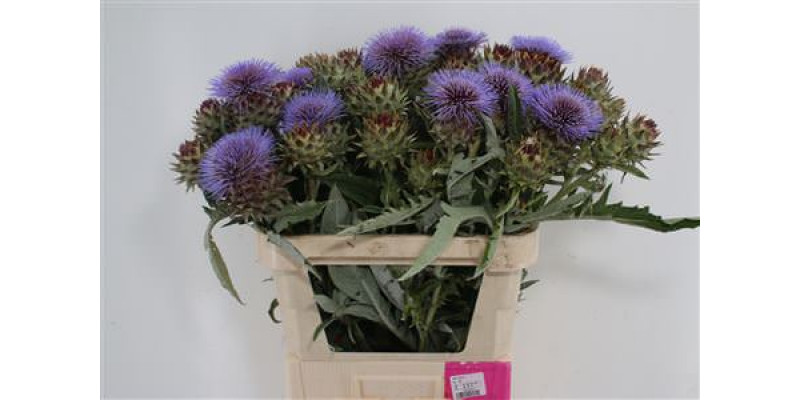 Cynara Cardunculus 80cm A1