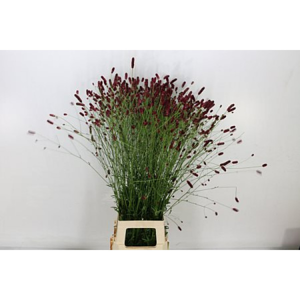 Sang Officinalis 100cm A1