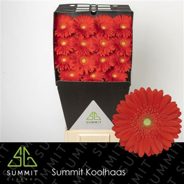 Gerbera Red Explosion Diamond 50cm A1