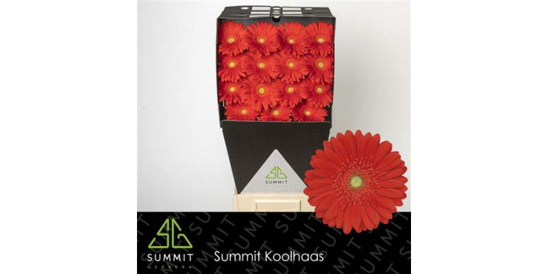 Gerbera Red Explosion Diamond 50cm A1