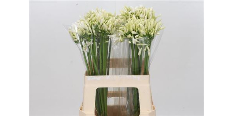 Agap Bianca Perla Wit 60 cm A1