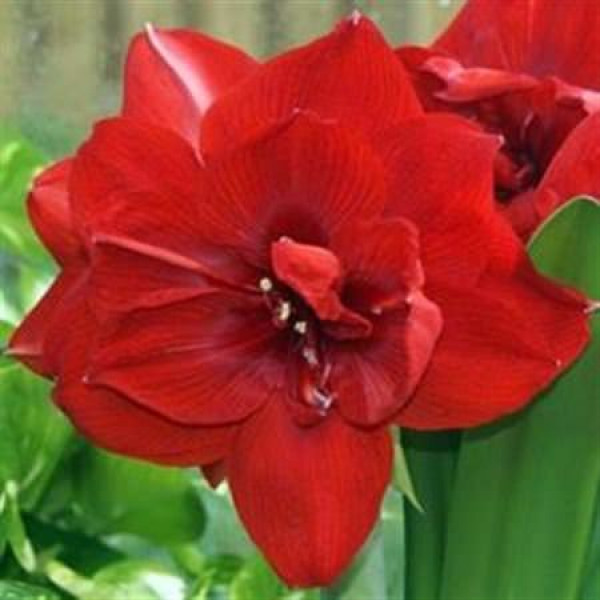 Amaryllis Dg Red Nymph 10cm A1