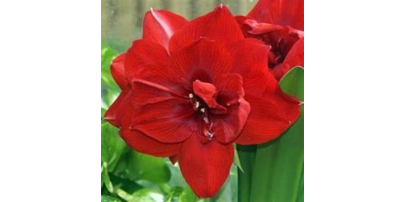 Amaryllis Dg Red Nymph 10cm A1