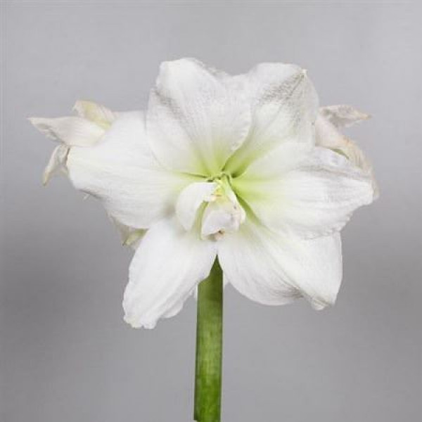 Amaryllis Dg White Nymph 10cm A1