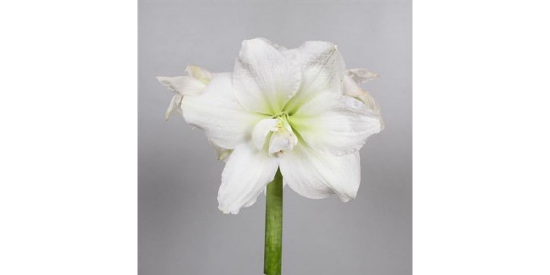 Amaryllis Dg White Nymph 10cm A1