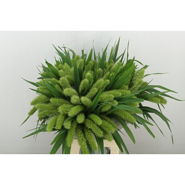 Siergr Setaria It Voll Melk 70 cm A1