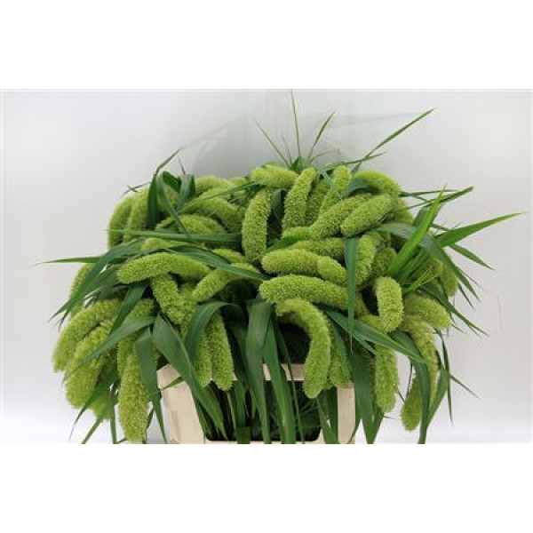 Siergr Setaria It Voll Melk 70 cm A1