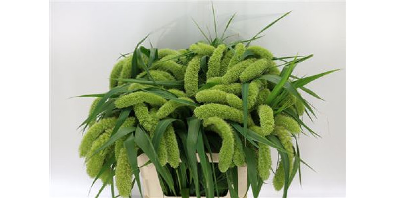 Siergr Setaria It Voll Melk 70 cm A1