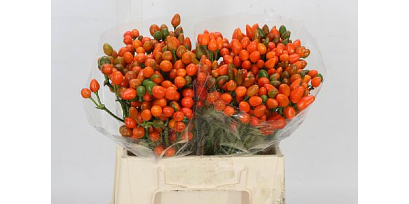 Cap Orange Candy 40cm A1