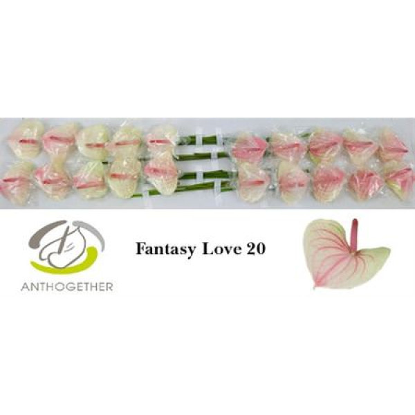 Anthurium A Fan Love 20  A1