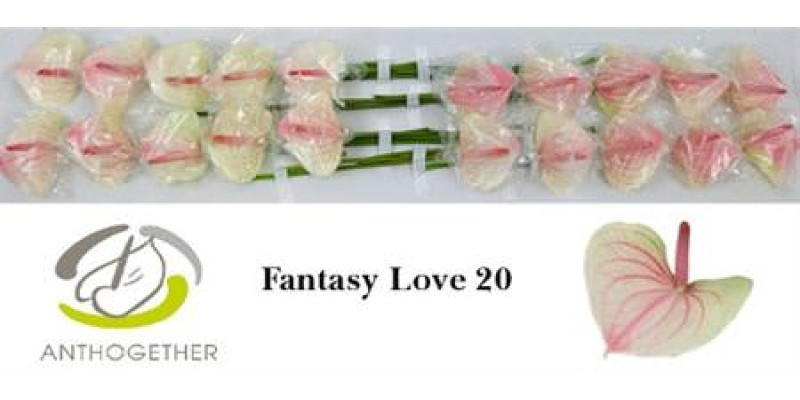 Anthurium A Fan Love 20  A1