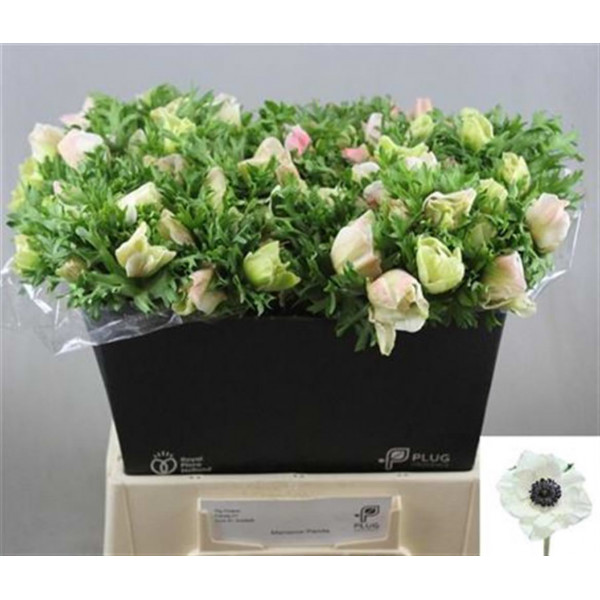 Anemones Co Mar Panda 45cm A1 Col-White